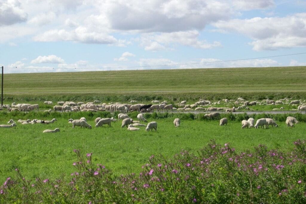A wide-open field with a herd of sheep grazing, a clear sky, and a distant road.