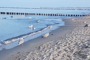 A beach with seagulls, a pier, and calm waters. - 3-room apartment near the harbor - ground floor with terrace (Zingst)