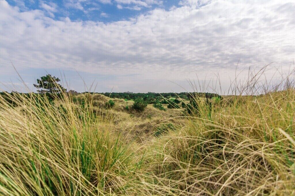 A natural landscape with grass and a tree.
