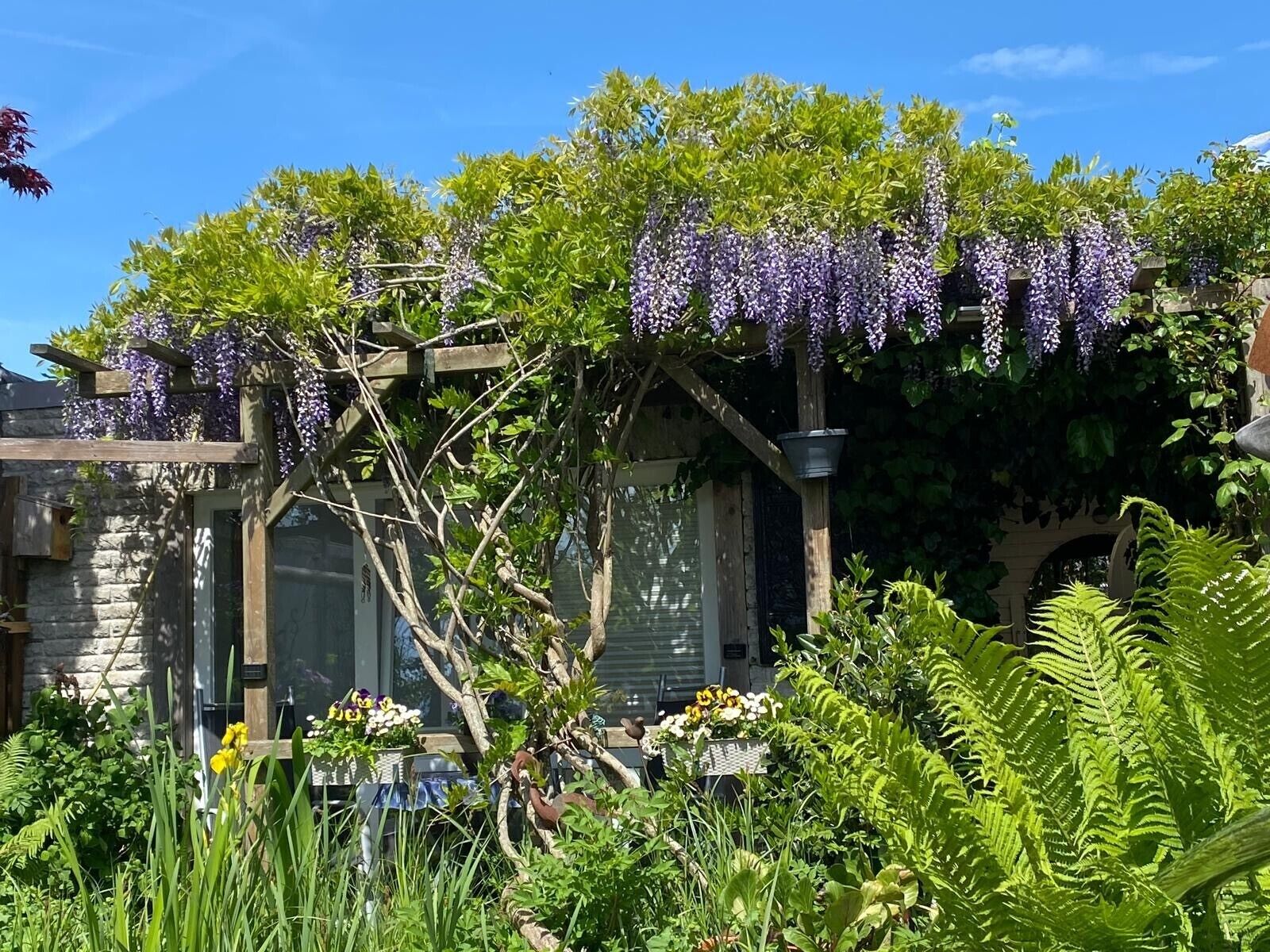 Ein Garten mit einer hölzernen Pergola, die mit violetten Blumen bedeckt ist, umgeben von üppigem Grün und einer Steinmauer.