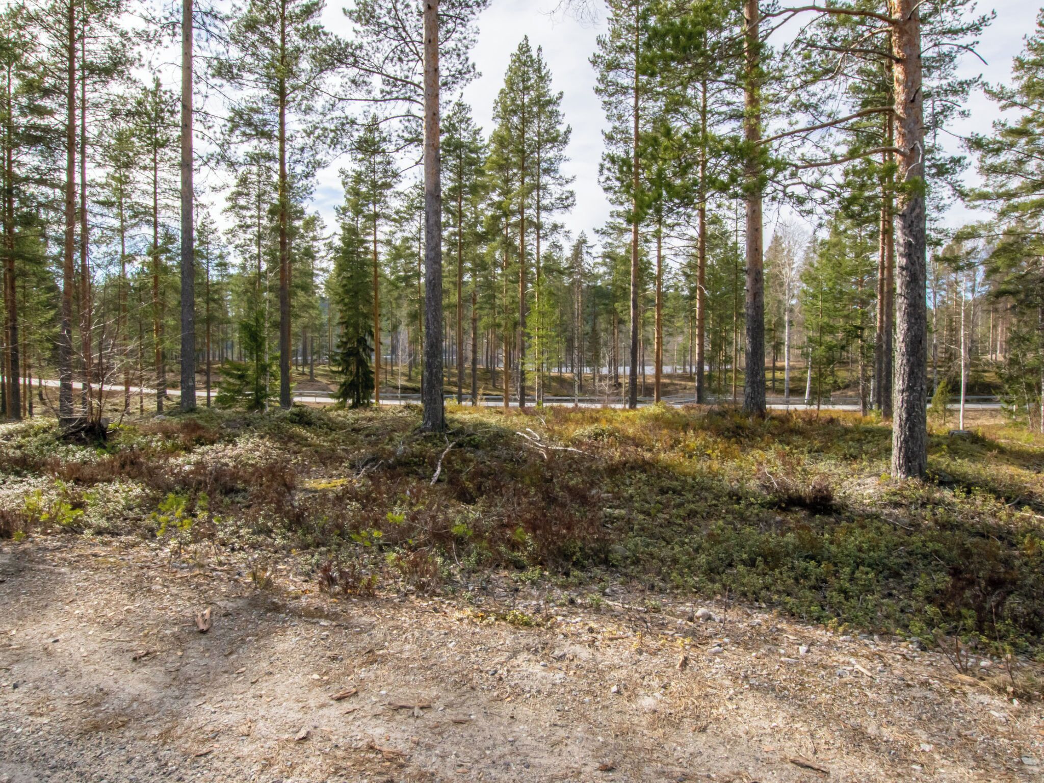 Un bosque con árboles altos y suelo de tierra.