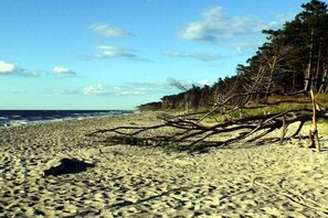 A sandy beach with scattered branches and a line of trees in the background. - at Klönhus / Captain Sun (Ostseebad Prerow)