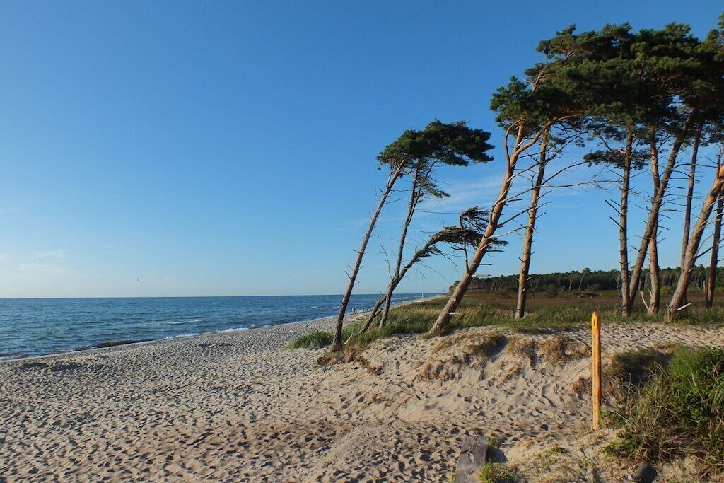 A beach with a sandy shore, trees, and a clear blue sky.