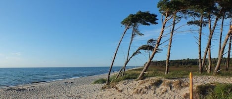 Una playa con arena, árboles y un cielo azul despejado.