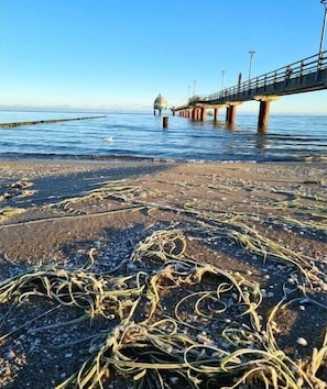 Beach - Schlehe, homestead by the Baltic Sea forest (Zingst)