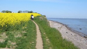 Caminho que leva a um corpo d'água, com flores amarelas de um lado.