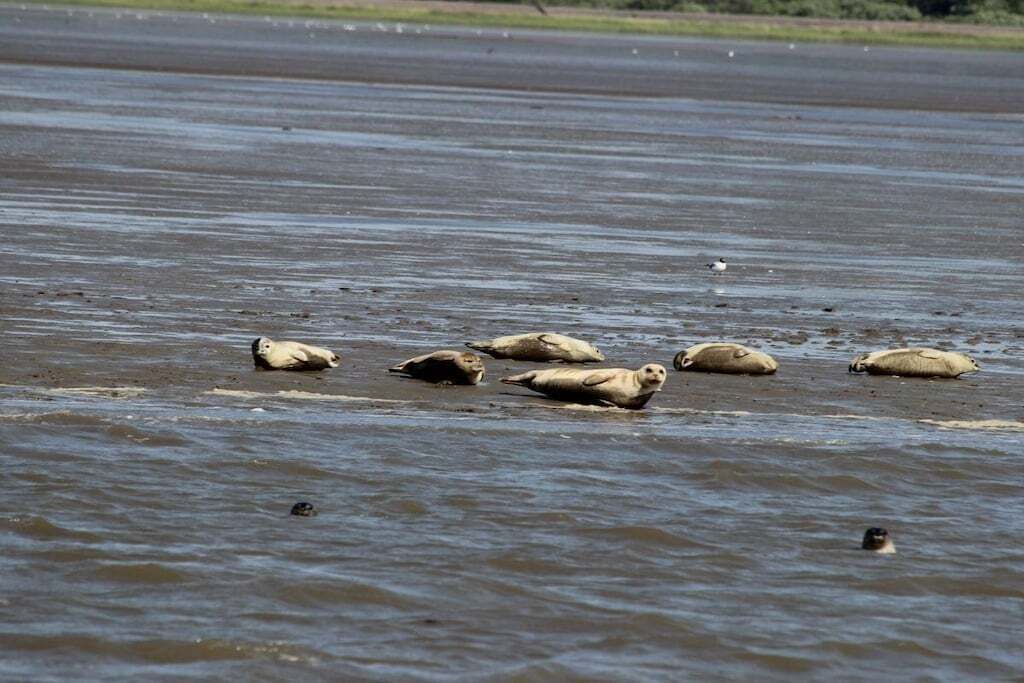 A group of seals resting on a sandy beach with water.