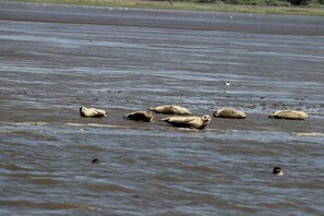 A group of seals resting on a sandy beach with water. - Holiday apartment with 1 bedroom (Tönning)