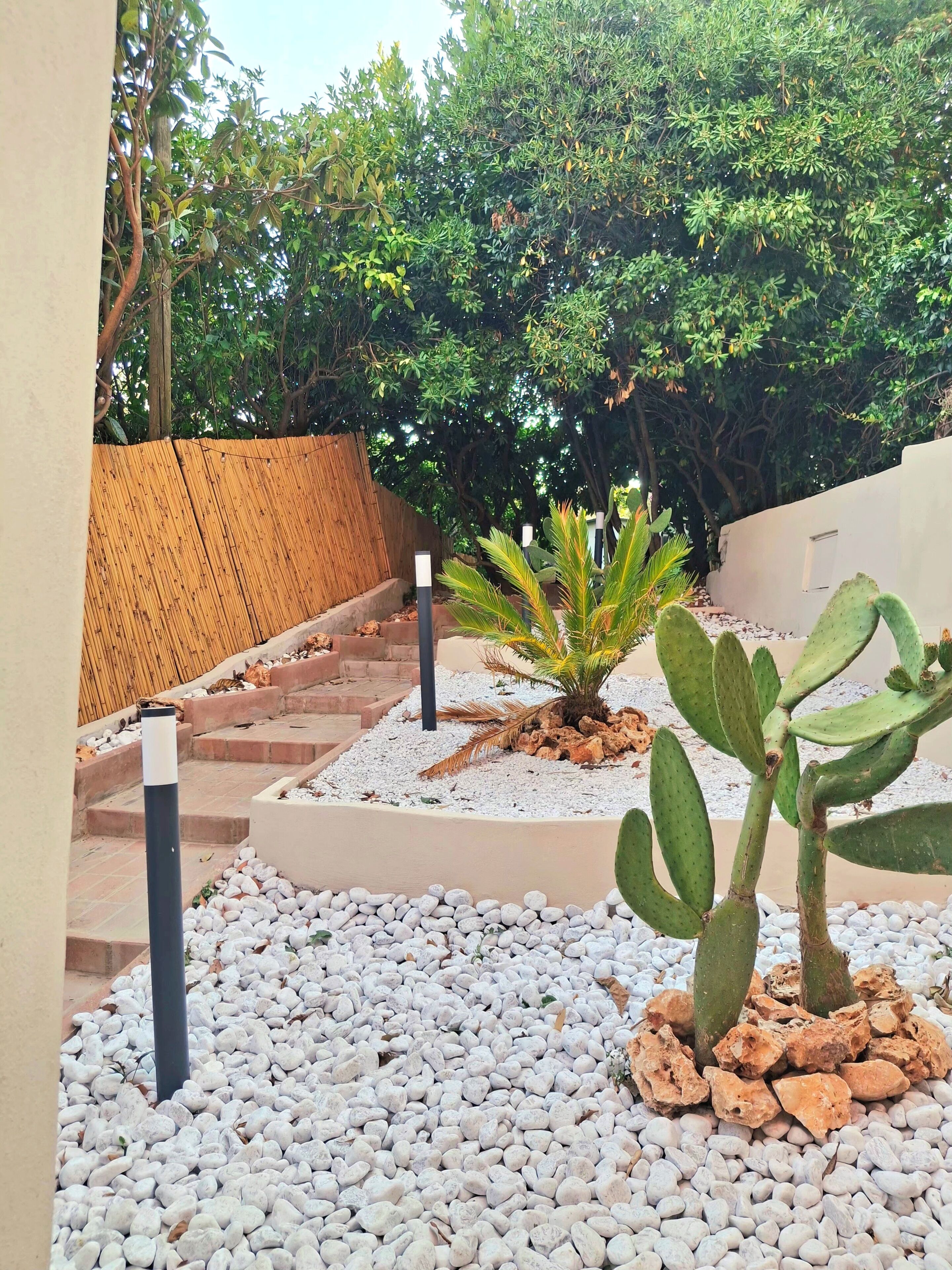A garden with a cactus, palm tree, and steps leading to a wooden fence.