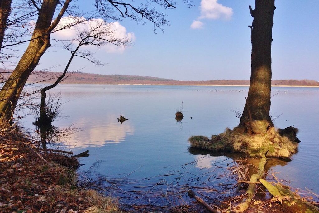 Un lac paisible, bordé d’arbres, sous un ciel dégagé.