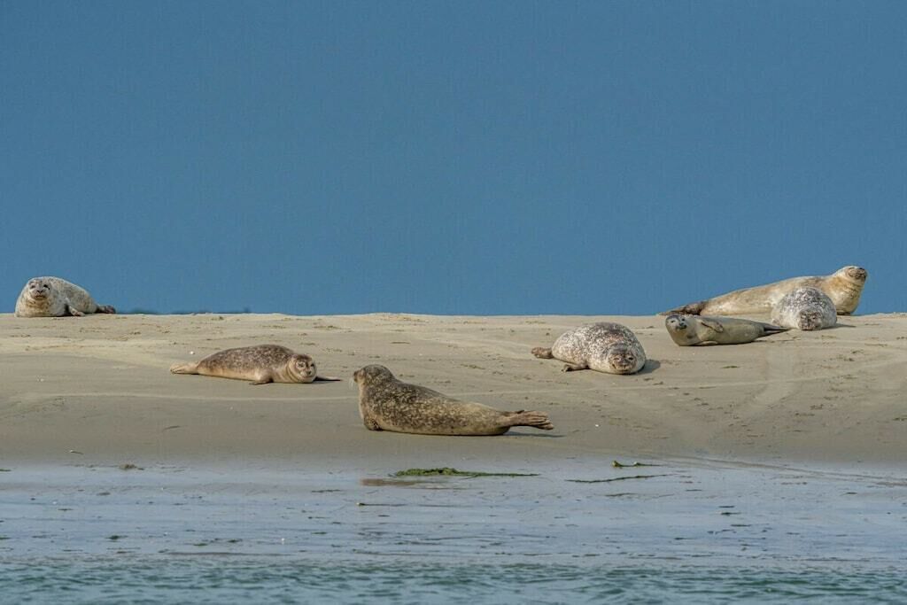 A group of seals resting on a sandy beach with clear blue water in the foreground.