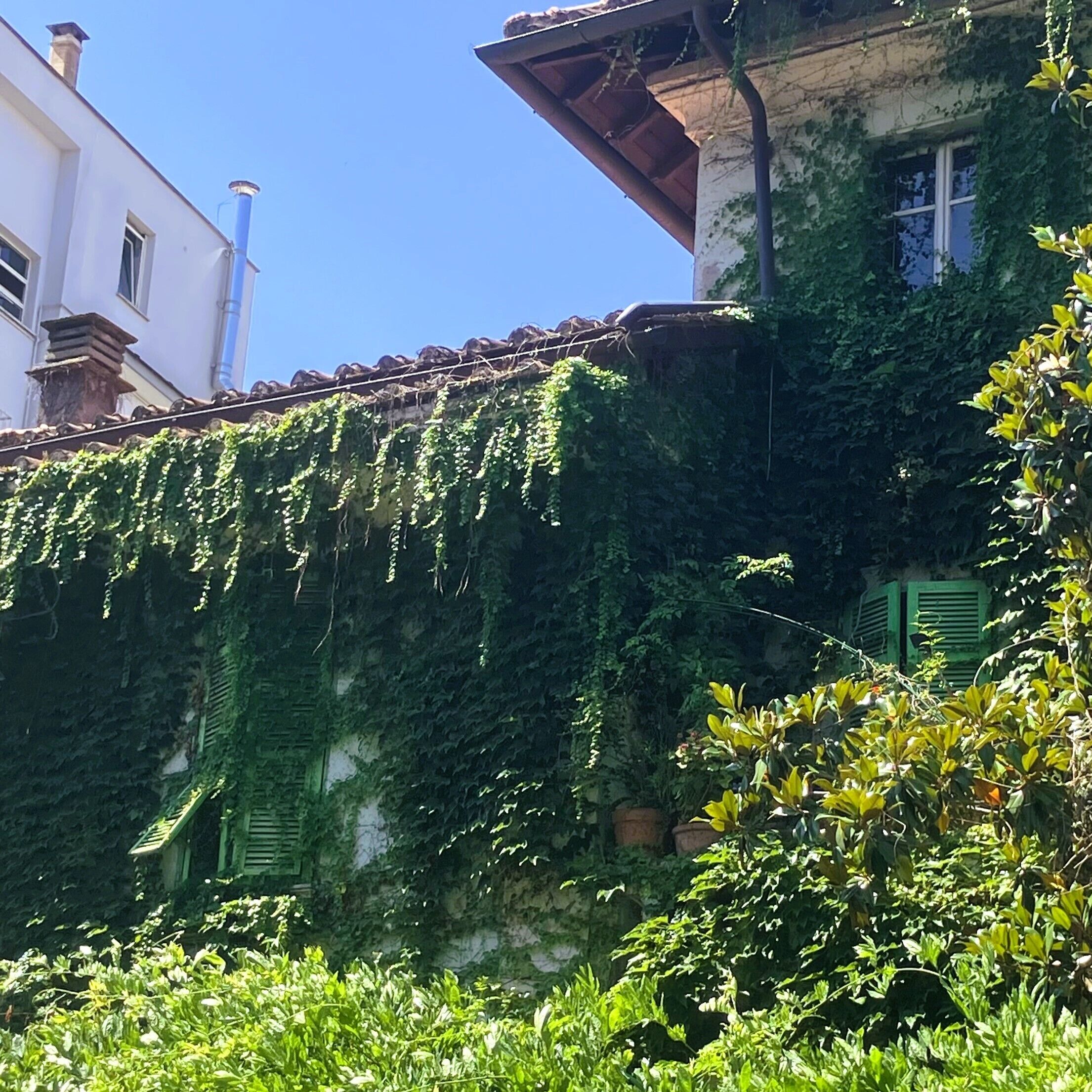 Un edificio con fachada cubierta de hiedra verde, una ventana con contraventanas visibles y un cielo azul despejado.