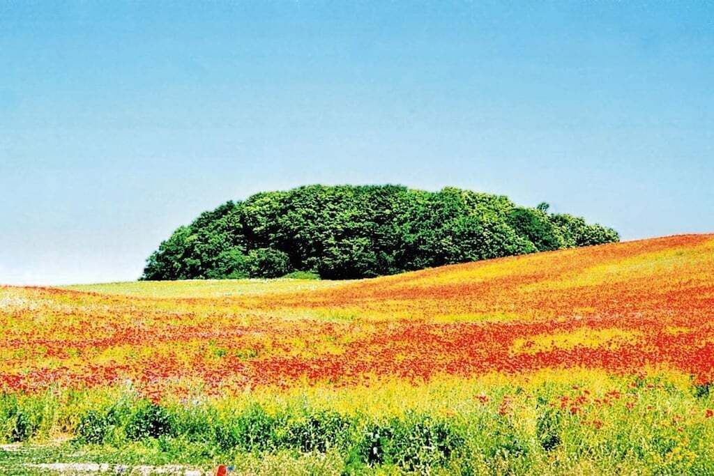 Paisagem com uma colina coberta de flores coloridas e uma grande árvore ao centro.