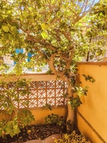 Un árbol con follaje denso en un patio, rodeado por un muro amarillo y una cerca con celosías.