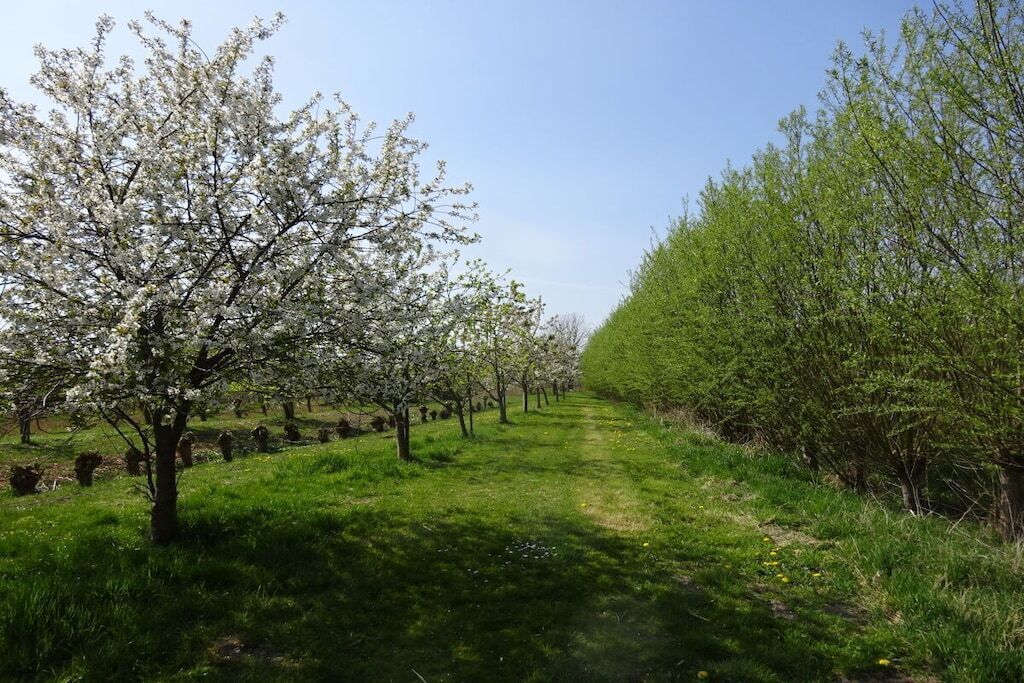 Camí vora arbres en flor a un parc.