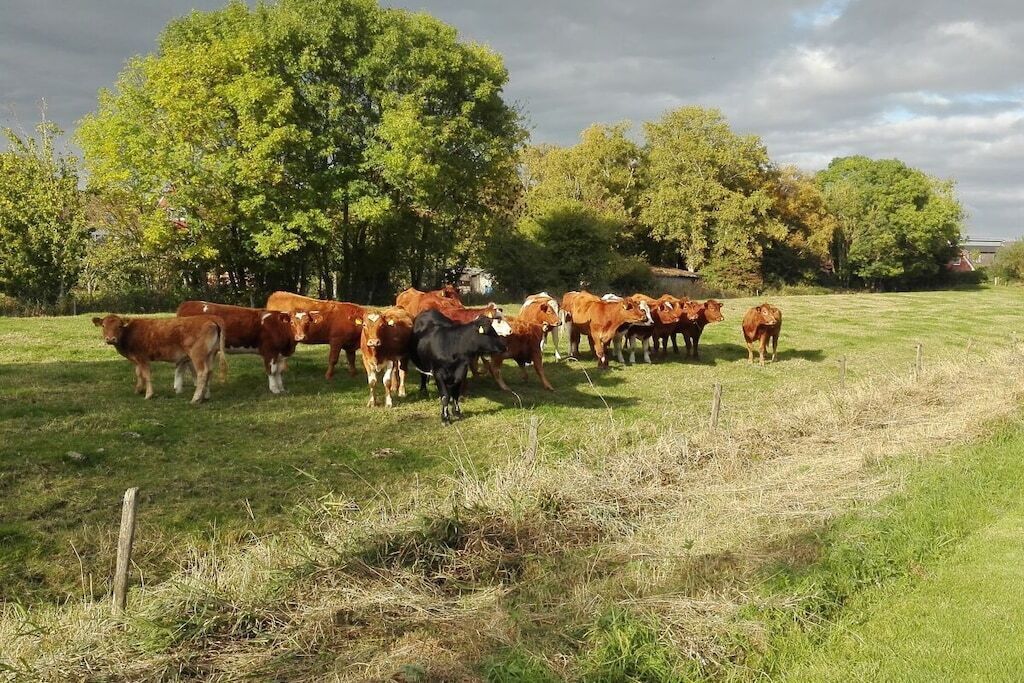 Um grupo de vacas em um campo gramado, com árvores ao fundo.
