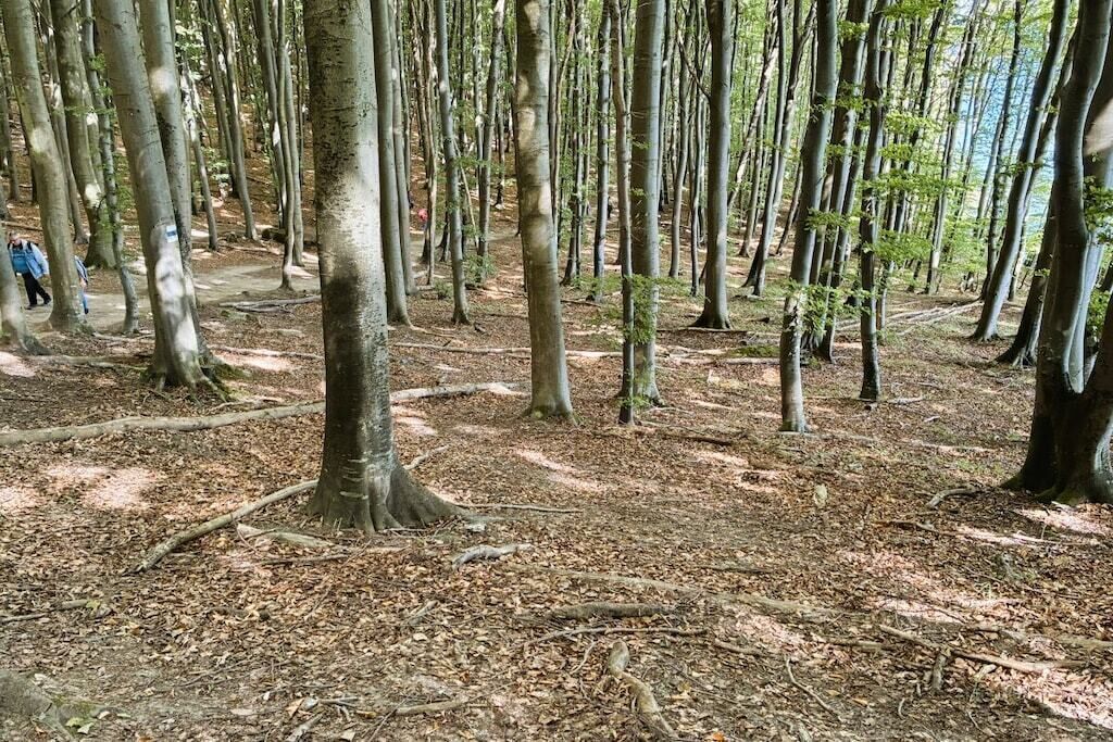 Un bosque con árboles altos y un sendero de tierra.