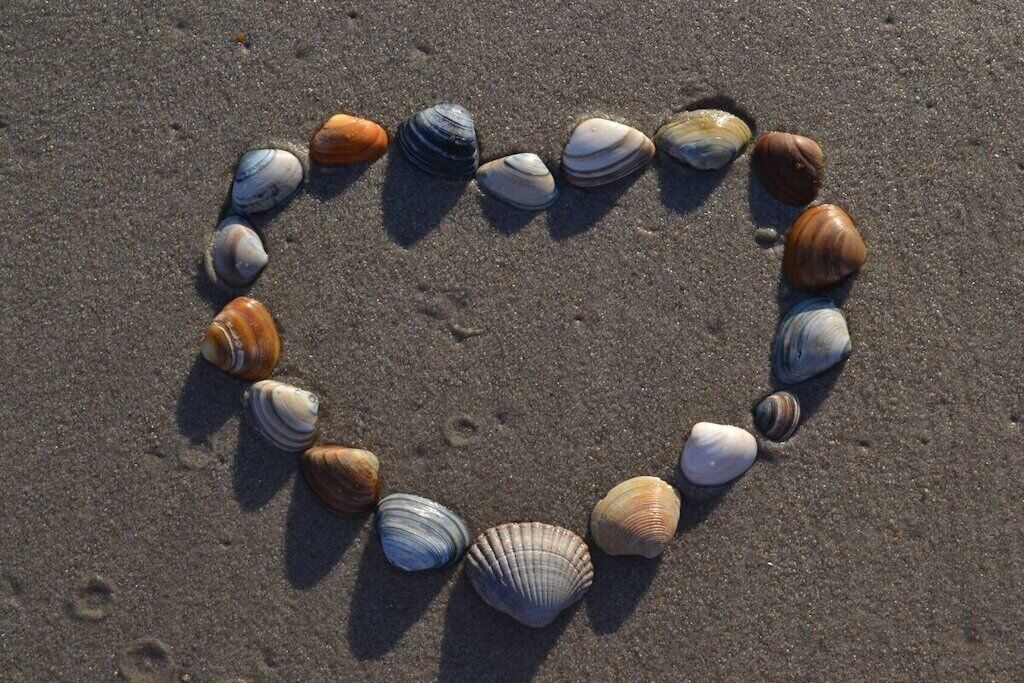A collection of seashells arranged in a circle on a sandy surface.