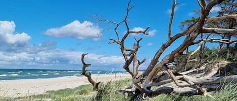 Une plage avec un arbre tombé et des dunes herbeuses.