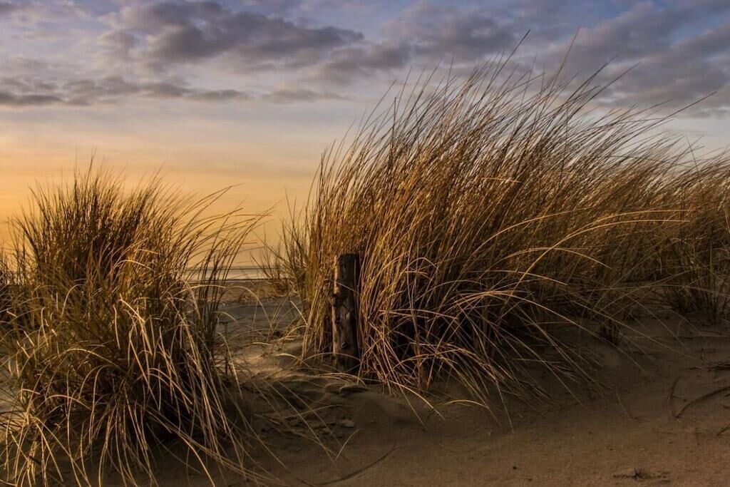 A sandy landscape with tall grasses and a wooden post.