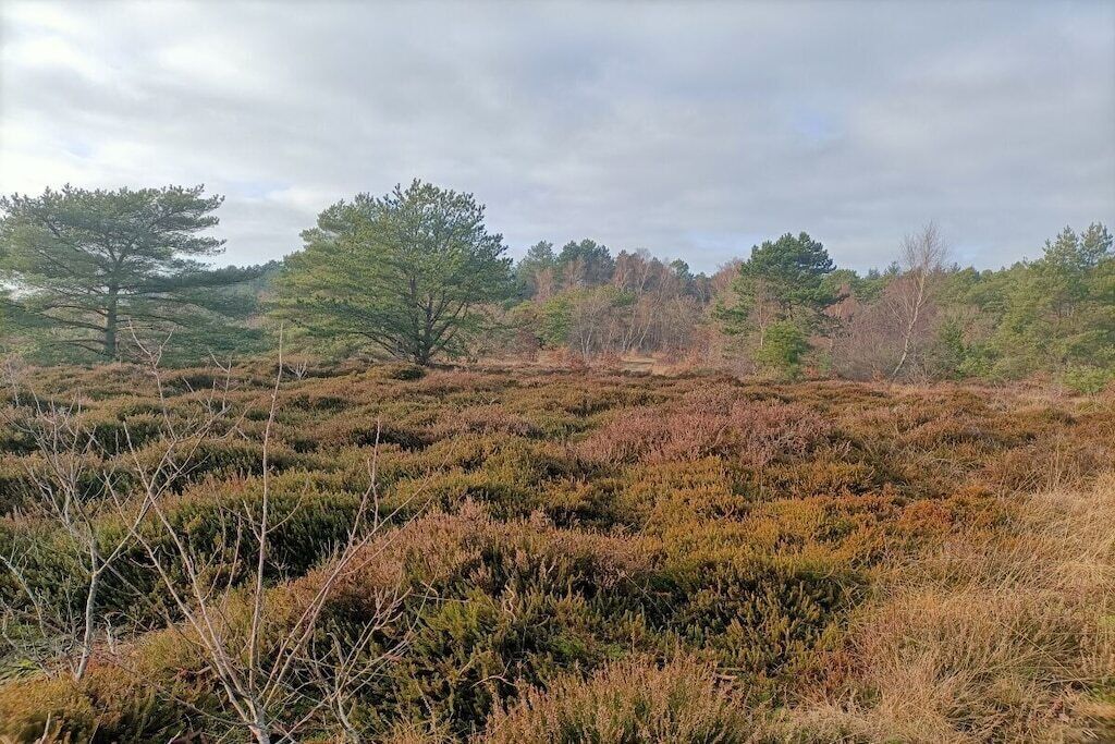 Eine natürliche Landschaft mit vielfältiger Vegetation, darunter Sträucher und Bäume.