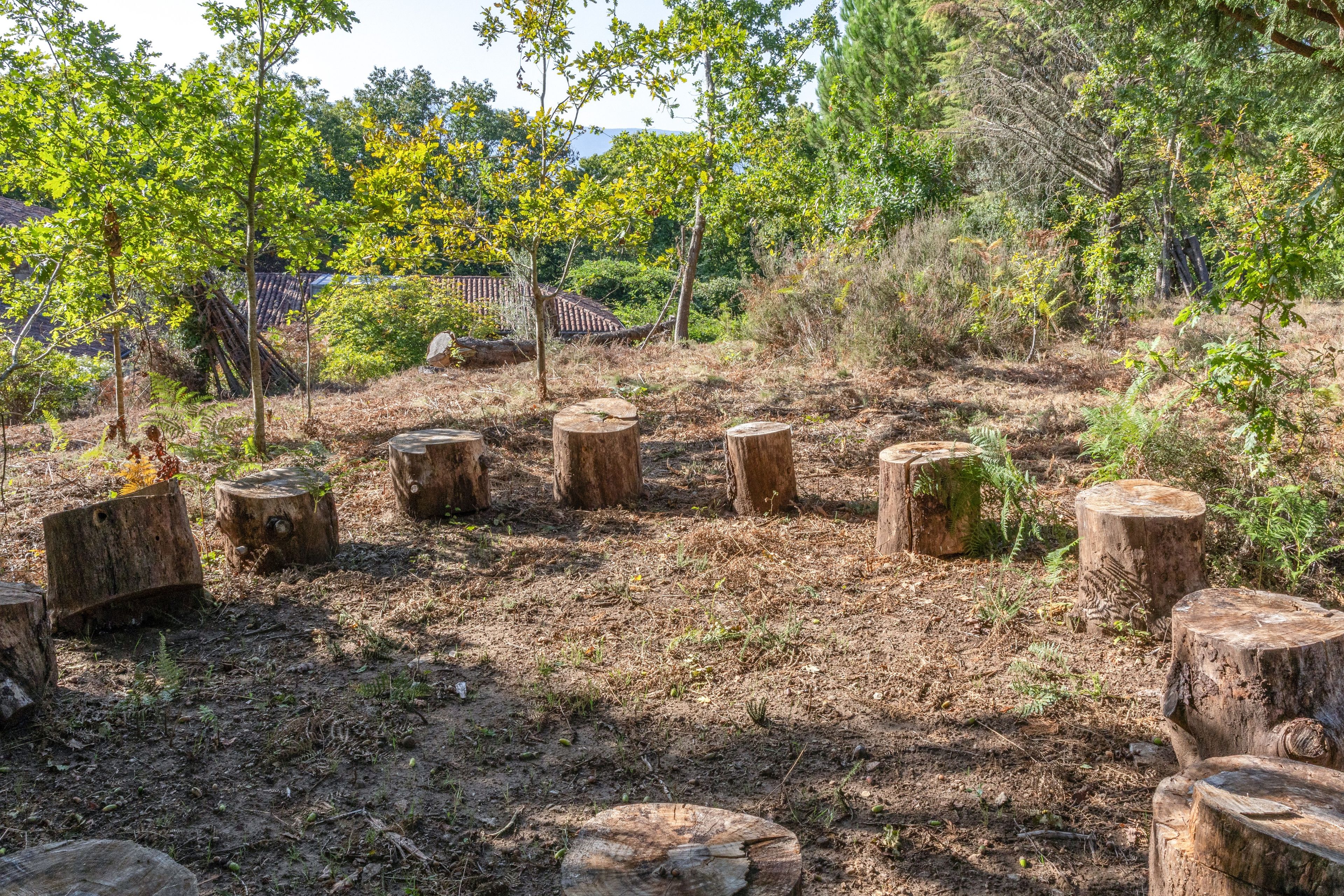 Un espace extérieur aménagé, d’aspect naturel, avec de nombreux troncs d’arbres disposés selon un motif particulier, entouré d’arbres et de broussailles.