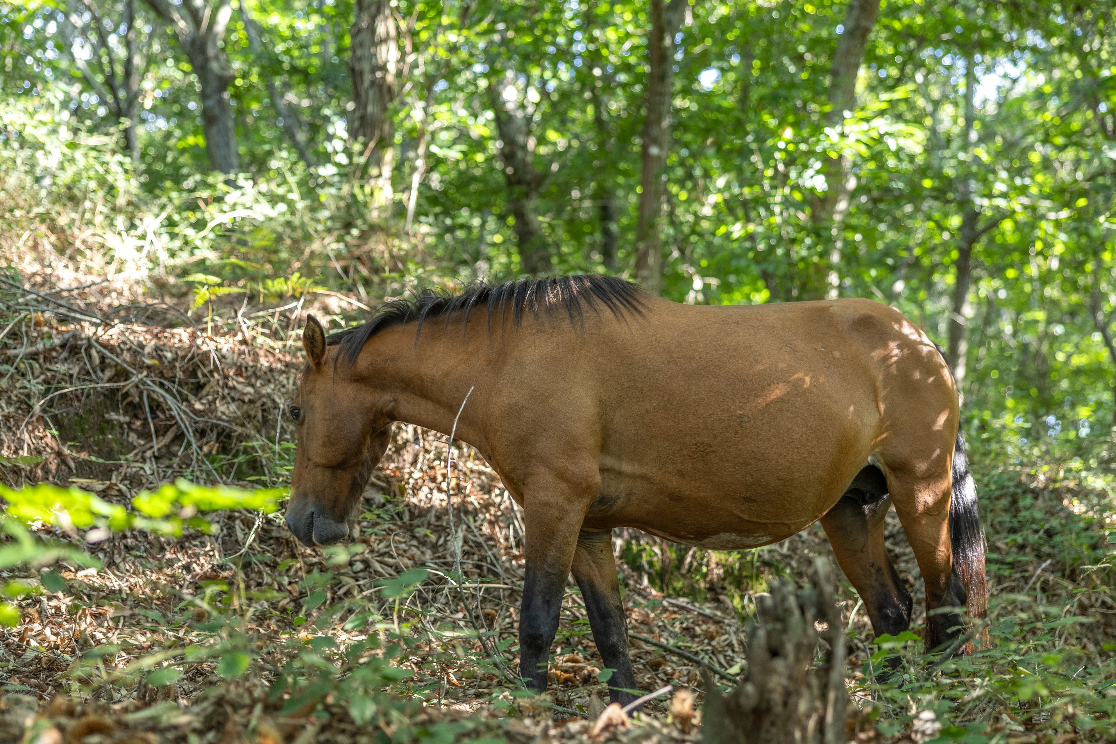 A horse in a natural, wooded environment.