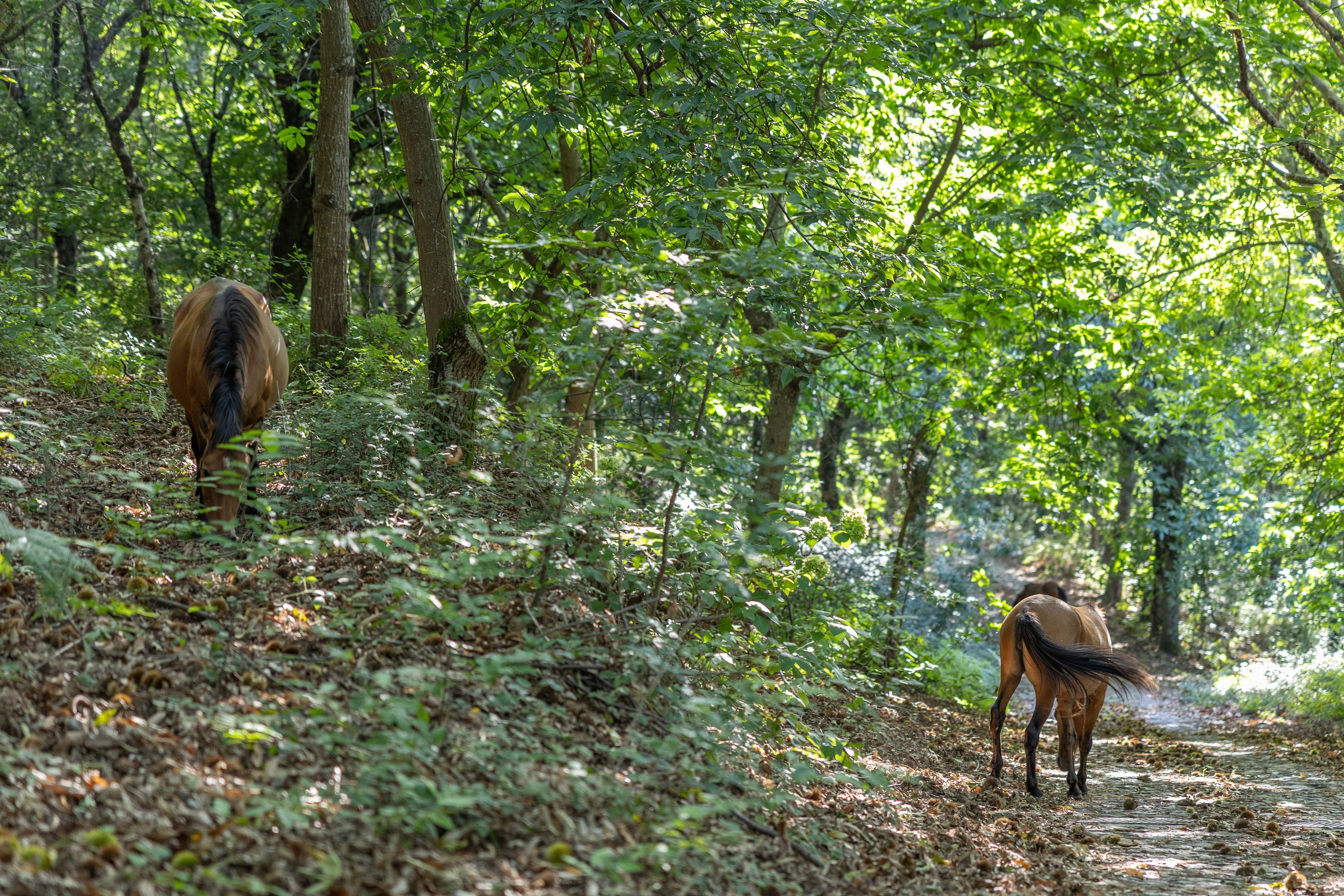 A forested area with two horses grazing.
