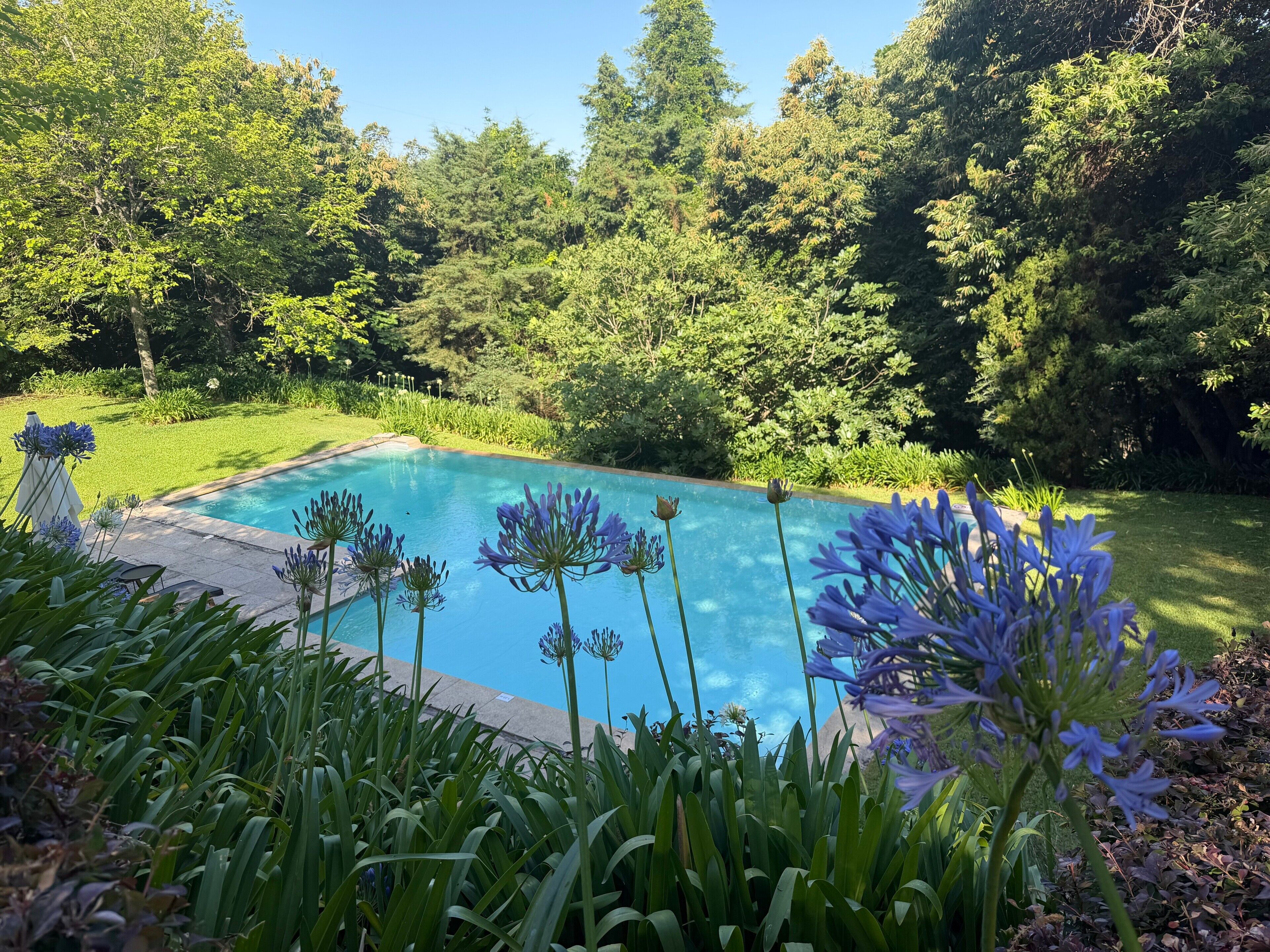 En swimmingpool omgivet af frodig vegetation og blomstrende planter.