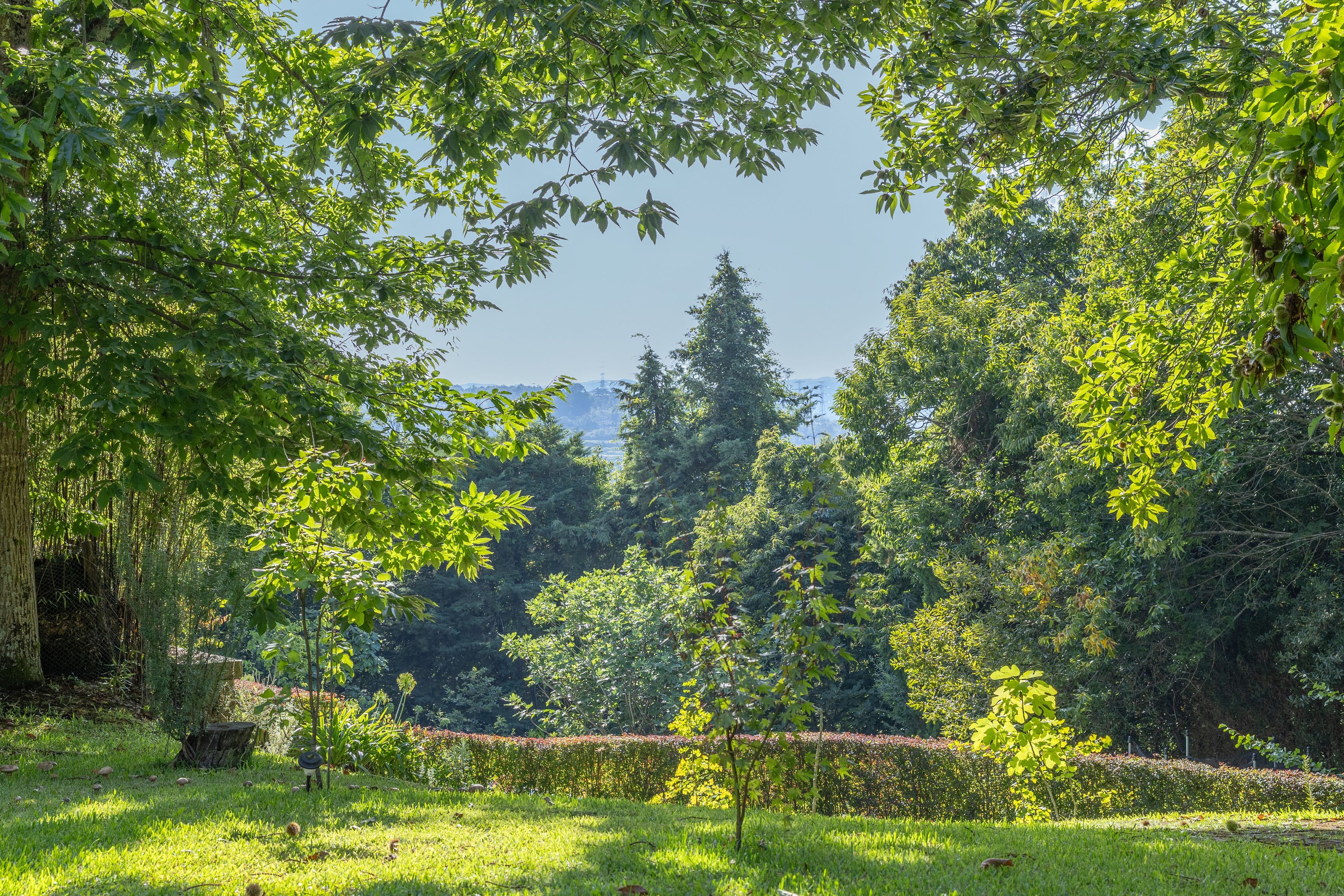 A lush green landscape with dense trees and a clear sky.