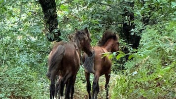 Zona boscosa con caballos.