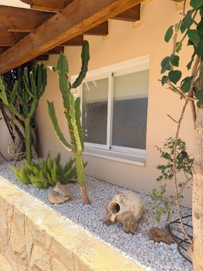 Um jardim no deserto com cactos e uma janela.