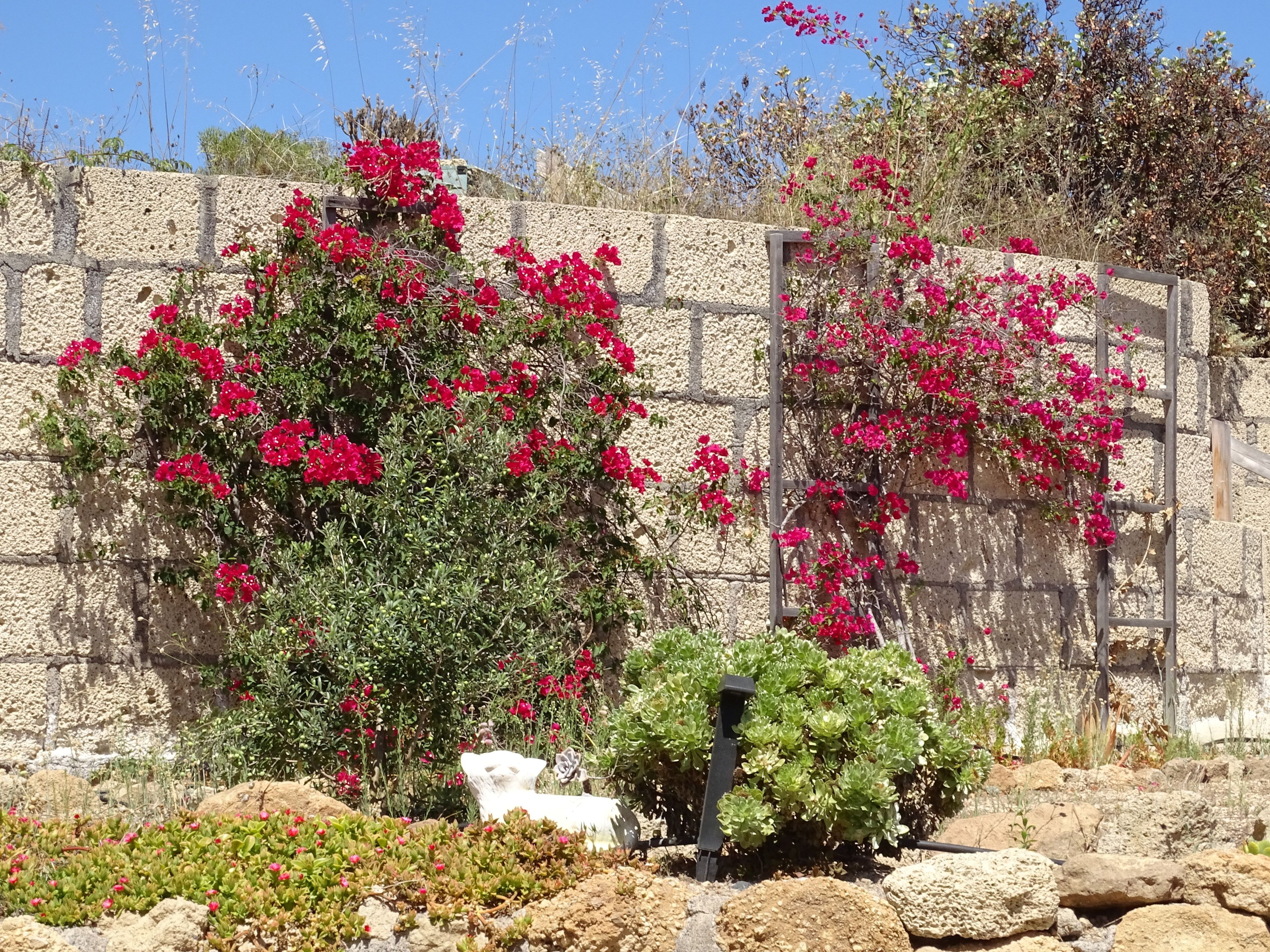A garden with flowering plants and a stone wall.
