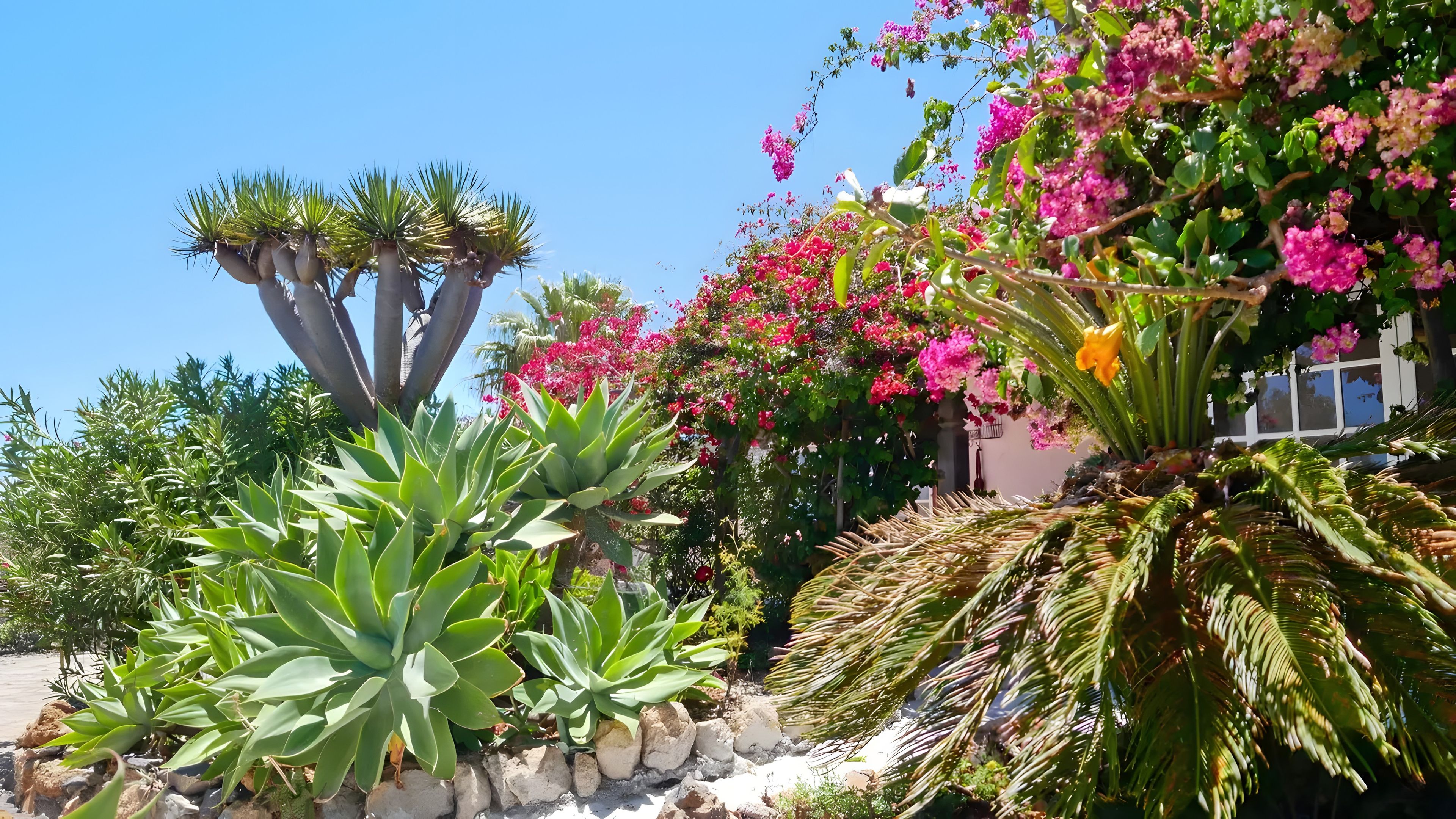 Un giardino con diverse piante, tra cui agave e bouganvillea.