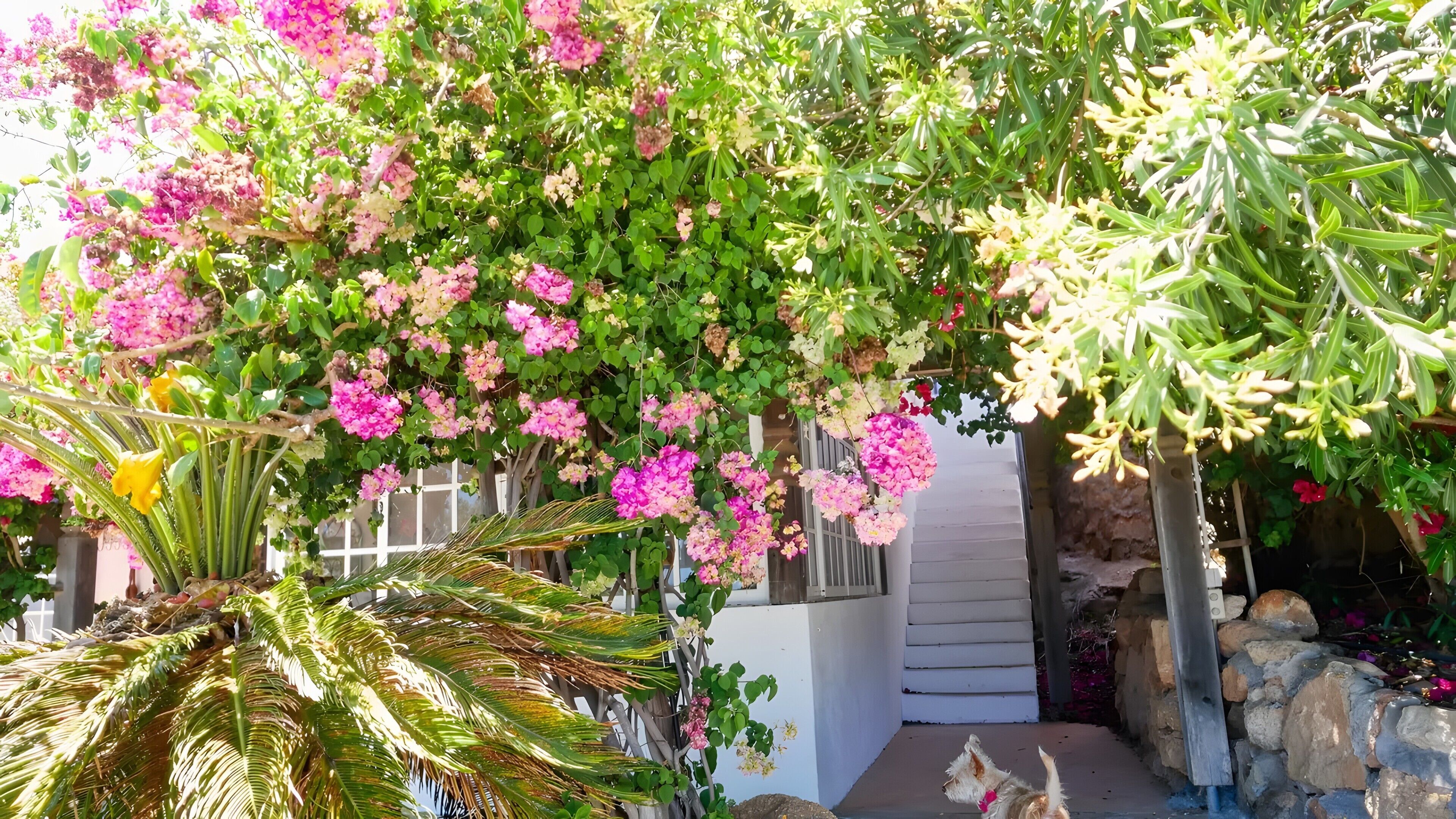 Un jardín con plantas florecientes y un sendero que lleva a un edificio.