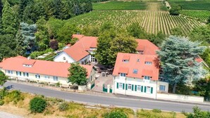 A rural landscape with a road, buildings with red roofs, and vineyards.