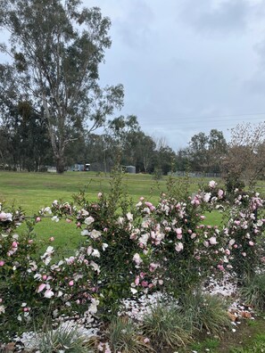 A garden with flowering shrubs and a grassy field. - Beautiful space with delightful surroundings.scenic country views. (Myrtleford)