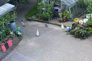A garden area with a greenhouse, potted plants, and a pathway. - Organic farm with 2 bedrooms (Elzach\/Heidburg)