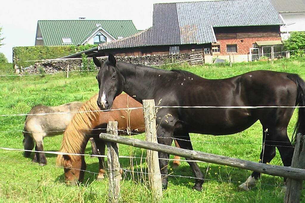 Een stal met paarden en een schuur op de achtergrond.