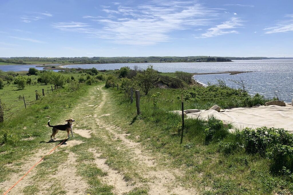 En gräsbevuxen stig som leder till en strand, där en hund går kopplad.