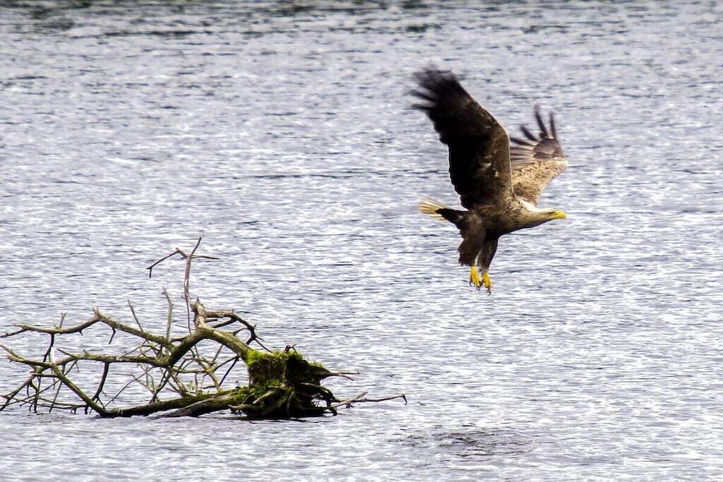 Un uccello in volo sopra una distesa d'acqua, con un ramo in primo piano.