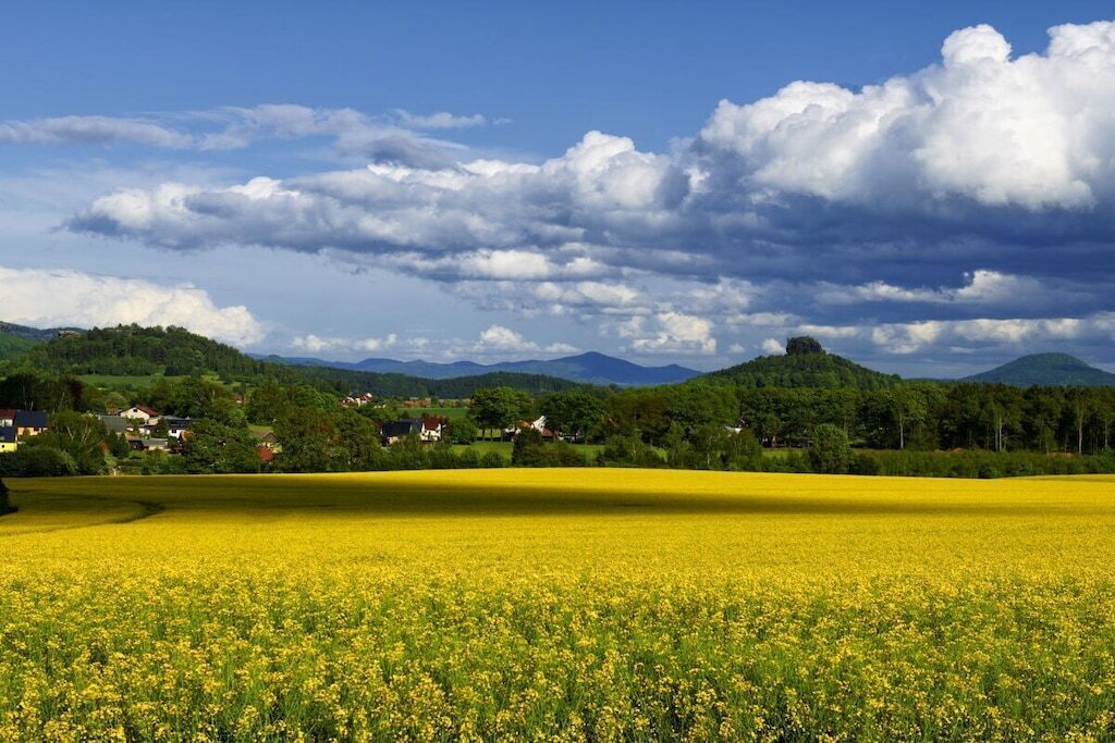 A field of yellow flowers with a village in the background and a hill with a structure on top.
