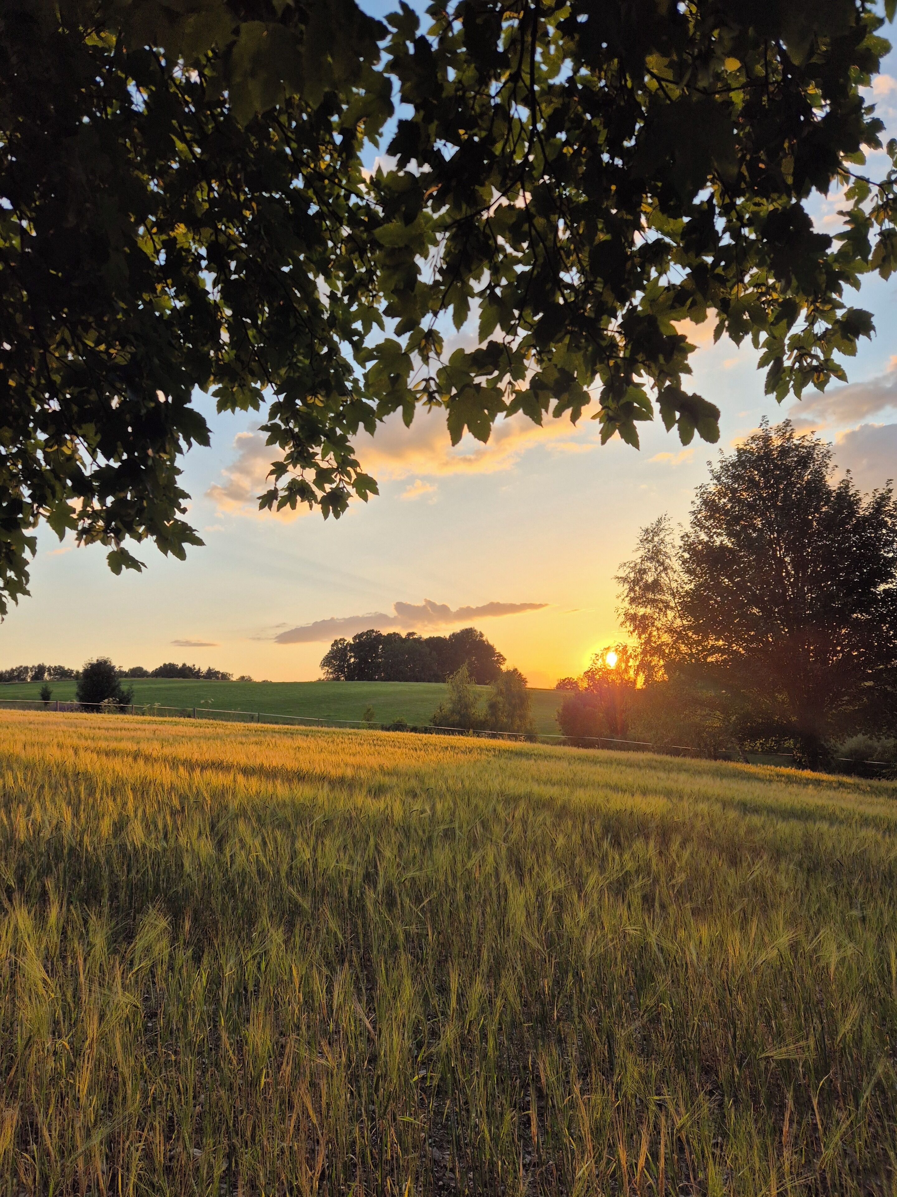 Ein Feld mit einem Baum im Vordergrund und einem Sonnenuntergang im Hintergrund.