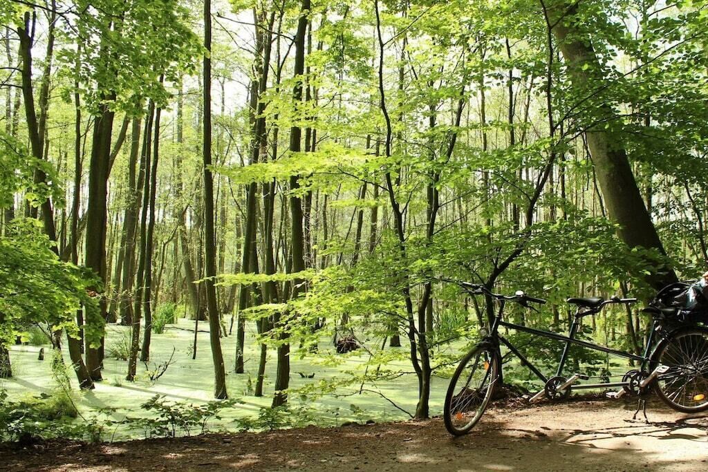 Un bosc amb una bicicleta adossada a un arbre.