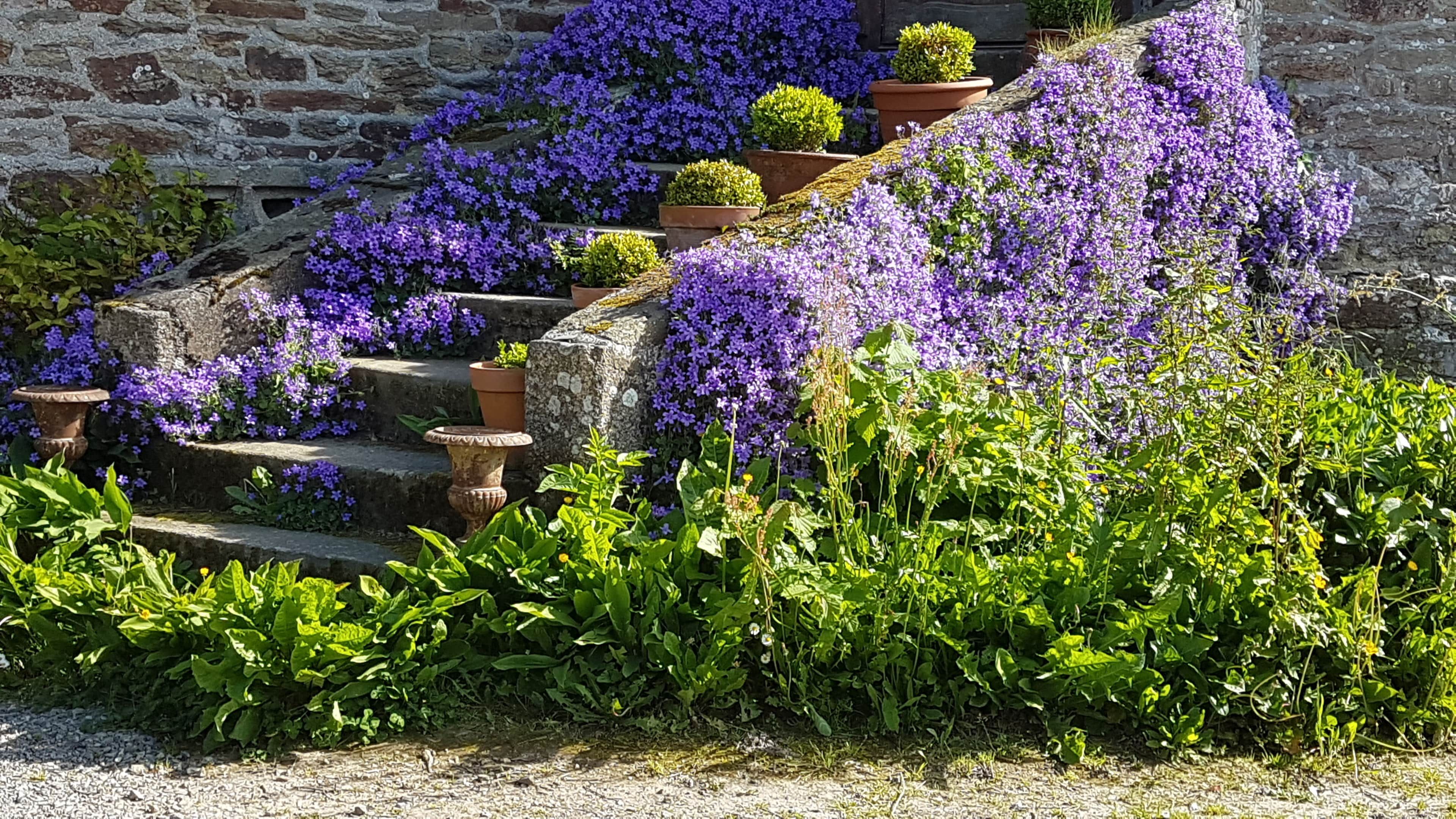 Una escalera de piedra con flores moradas y plantas en macetas.
