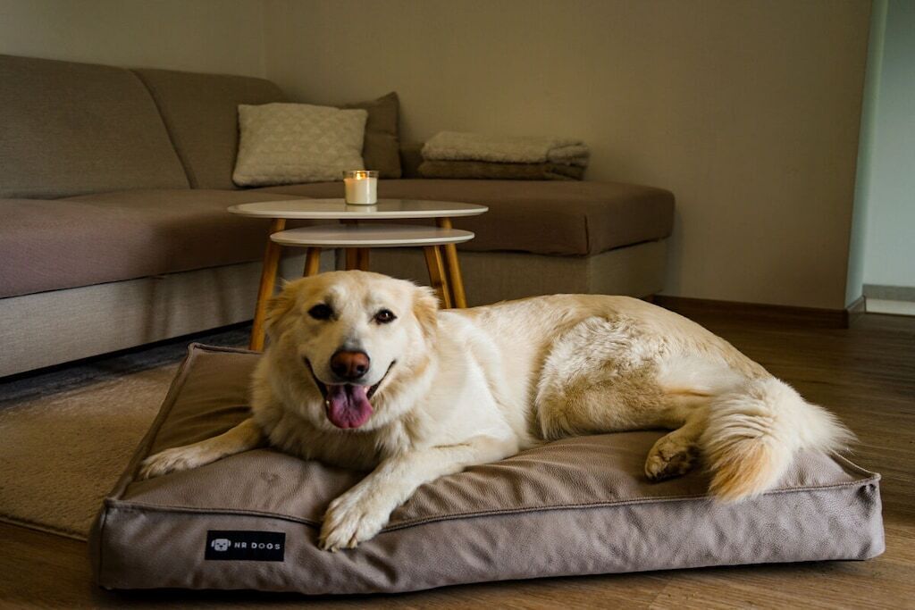 A dog lying on a cushion in a room with a sofa and a small round table.