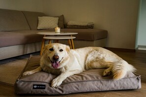 A dog lying on a cushion in a room with a sofa and a small round table. - Holiday home with 2 bedrooms (Szigetvár)