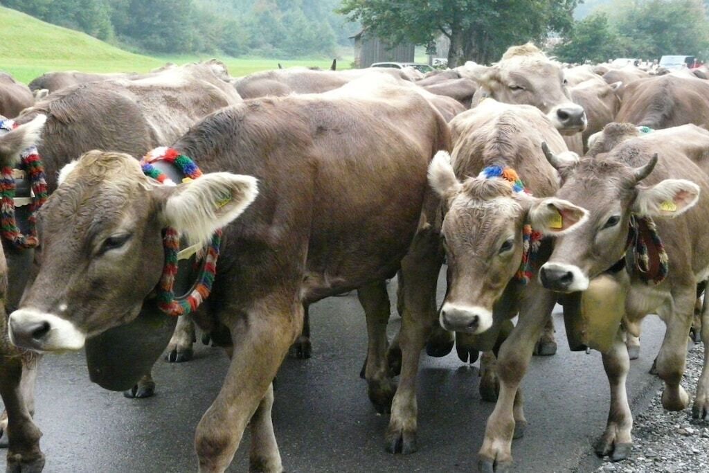 Un troupeau de bovins, dont les têtes sont ornées de décorations colorées, se déplace sur une route.