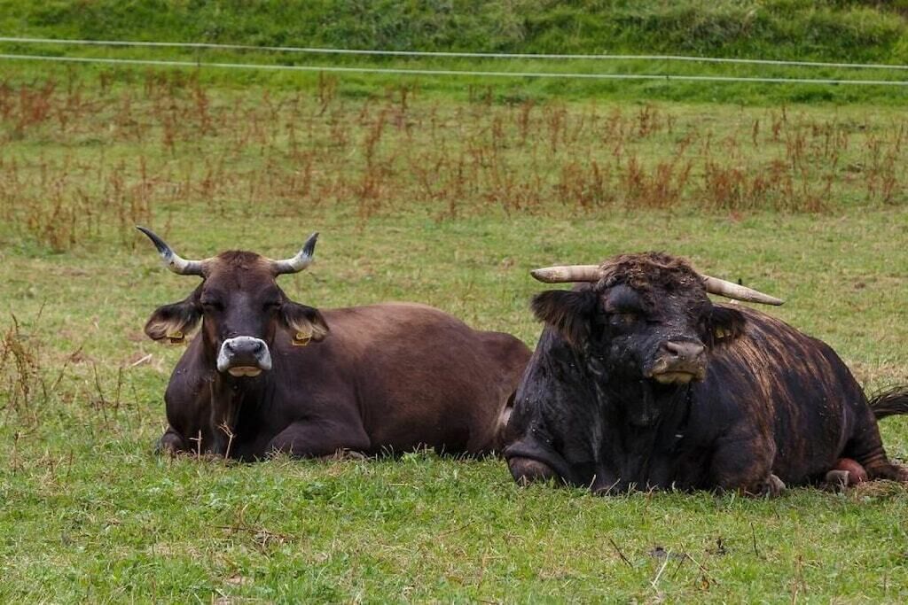 Two bulls lying on grass in a field.