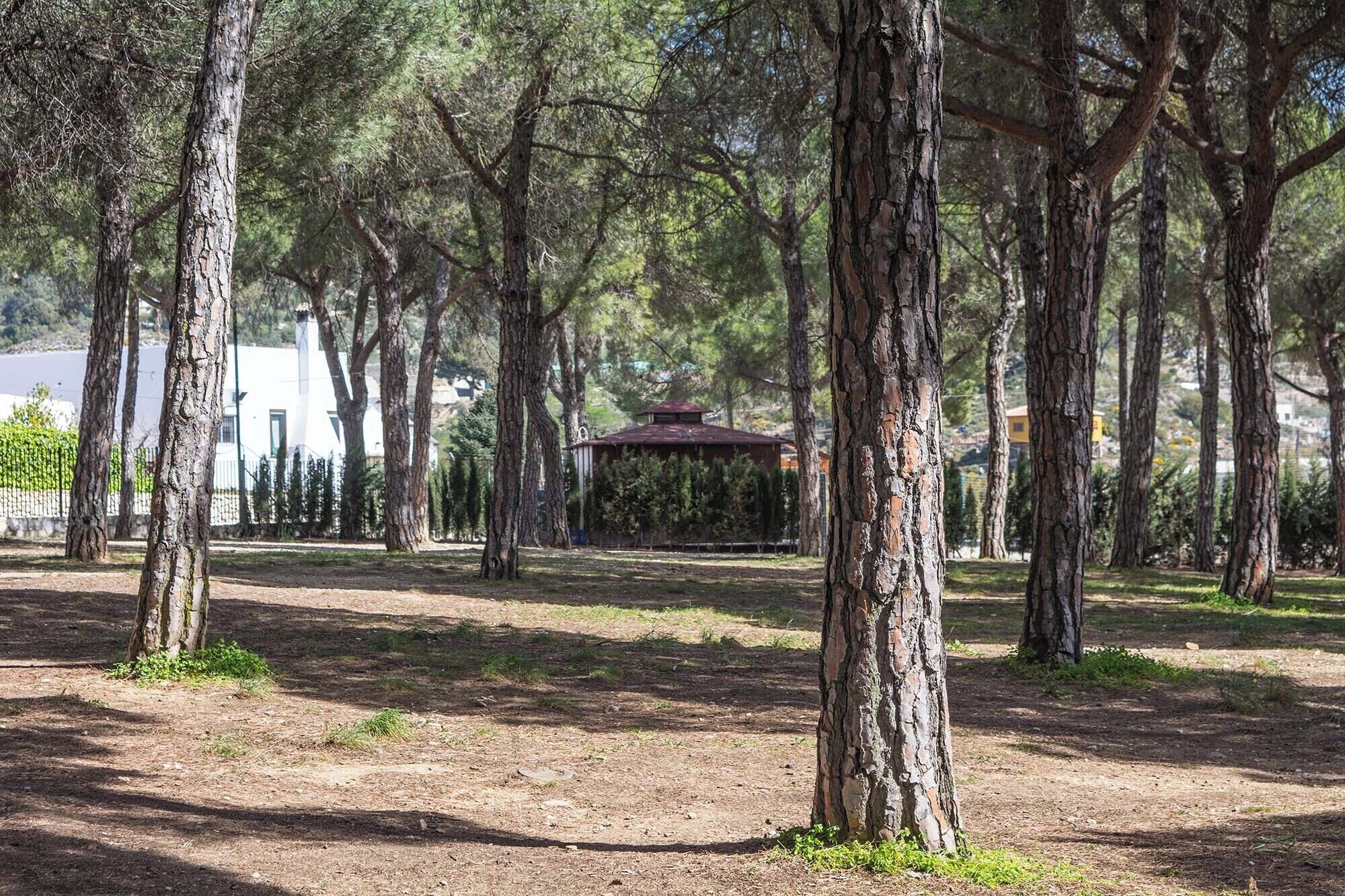 A park with tall trees and a gazebo in the distance.